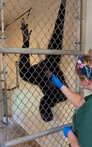 Watch Primate Keeper Abby do a training session with Syndi, our female siamang! Not only do these sessions keep her mentally stimulated, it also allows animal staff to do a voluntary health check. This training has allowed Syndi to establish a positive relationship with our Primate team. #KeeperTakeover | Audubon Zoo
