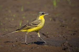 27 Yellow Birds In Alaska (ID And Song Guide)