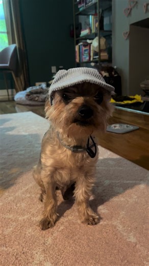Adorable Yorkie Poses Handsomely in Hat