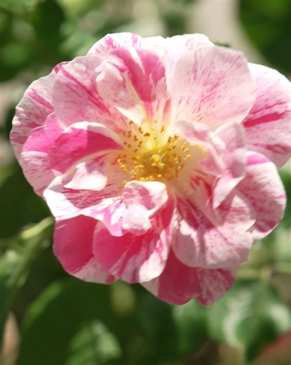 115K views · 2.1K reactions | Roses are greedy plants, so a liquid feed is a must for containers  Use a watering can with a rose and get the feed right at the base to ensure it reaches the roots. #RoseFeeding #ContainerRoses #GardeningHacks #PlantCare | Gardening With Alan Titchmarsh | Facebook