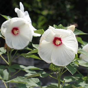 Luna White Hibiscus | American Meadows
