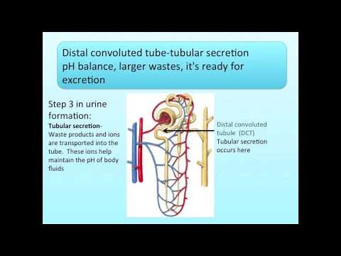 Excretory System Song