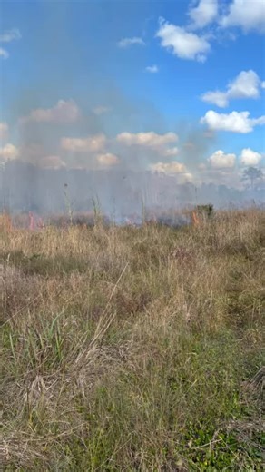 On Thursday Jan. 8, Corkscrew’s Prescribed Fire Crew conducted a 25-acre prescribed fire north of the Blair Visitor Center and exit boardwalk. Fire days are long and don’t end after ignition is complete. The crew then transitions into mopup mode, followed by the burn boss monitoring overnight, and the crew is back at it on the second day with cold mopup operations. 📸: Audubon staff/Allyson Webb #corkscrewswampsanctuary #audubonsociety #audubonfl #goodfire | Audubon's Corkscrew Swamp Sanctuary