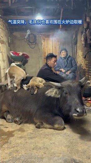 🔥Farmyard Fireside: Cow “Milk-Candy” 🐄 & 3 Doggos Snuggle Up in Chongqing Cold Snap!