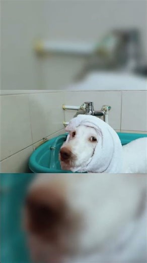 Matted dog shave down #dogrescue #adopteddog