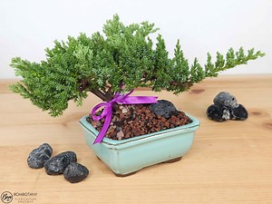 Live Juniper Bonsai Tree Kit: Glazed Ceramic Pot, Obsidian Mineral, 3-4 Years Old, Indoor-outdoor Gift for Horticulture Nerds, Green Thumbs - Etsy