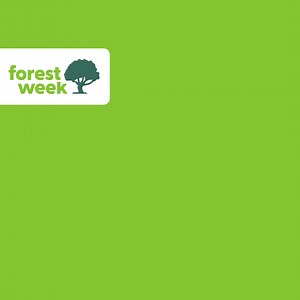 2.3K views · 23 reactions | FSC-certified forests are catalysts for...