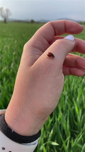 Hétpettyes 🐞 #foryou #fyp #nekedbe #vidék #vidékilány
