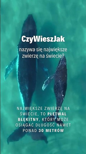 Największe zwierzę na świecie #shorts