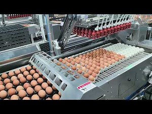 Automatic Egg Grading and Packaing System