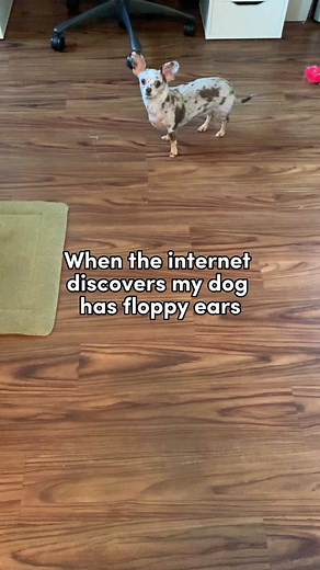 Adorable Chiweenie with Floppy Ears Strikes a Pose