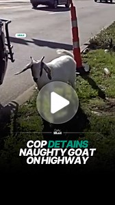 'Bad goat! Bad goat!' 🤣 | Daily Mail Animals