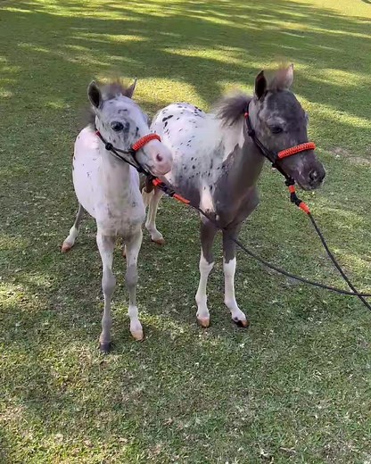 Un par precioso de ejemplares minihorses appaloosas en el criadero los mini Criadero los mini @criaderolosminis donde Usted encuentra todo lo mejor y los más mini. Cel No 3218009570 #criaderolosminis #minihorse #miniaturahorse #ponys #caballosminiatura #minimulas #minidonke #miniburros #ponyscolombia #Alpacas #llamas #paturras #patianas #minicabras #cabraspigmeas #cabrasenanas 👇👇👇 Para Dios TODO es posible 🙏🛐 | Nuestro Caballo Criollo Colombiano