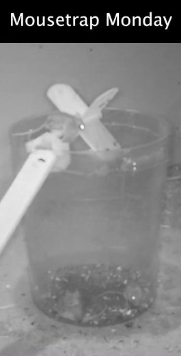 The Mouse A Whirl Spinning Mouse Trap.