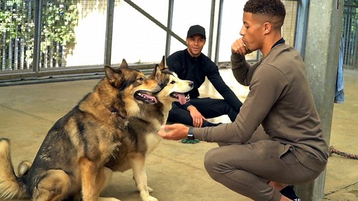 25K views · 496 reactions | The Scottish SPCA Lanarkshire rehoming centre helps animals find a new loving home  Jake Carroll and Charles Dunne went to see them. | Motherwell FC | Facebook