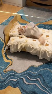 💤💤😻😻 | Lolcat