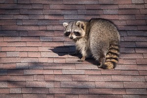 How Can I Detect and Deter Raccoon Damage on My Roof? | Christian Brothers Roofing