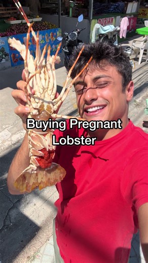 The High Price of Pregnant Lobsters Explained
