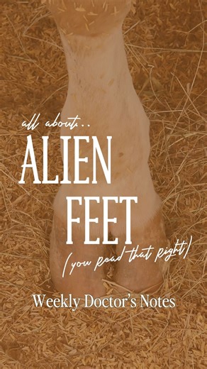 Those “alien feet” can definitely stop you in your tracks at calving. 👽🐄 What you’re seeing is called the eponychium — a soft, rubbery coating that covers a calf’s hooves at birth. It’s completely normal and actually serves an important purpose by protecting the uterus and birth canal during delivery. As the calf stands and starts moving around, the eponychium quickly wears off or dries up within the first few hours to days of life, revealing the normal hoof underneath. If something doesn’t lo