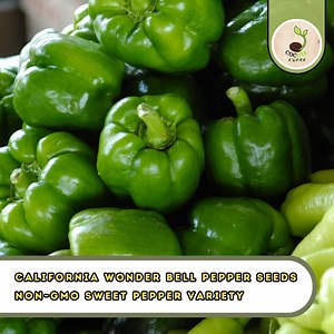 California Wonder Bell Pepper Seeds – Heirloom, Non-gmo Sweet Pepper Variety - Etsy