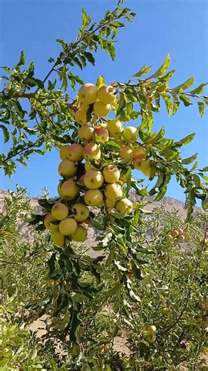 So beautiful yellow apple fruits on a beautiful apple tree in apple harvesting season