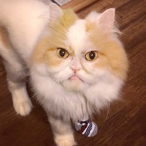 103K views · 6.4K reactions | These grumpy cats are in a bad mood!  | Naturee | Facebook