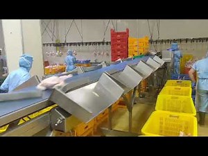 Chicken weight sorting machine. Chicken grading scale. Compact chicken grader with 10 stations.