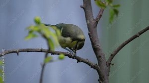 The Eurasian blue tit is a small passerine bird in the tit family, Paridae. It is easily recognisable by its blue and yellow plumage and small size.