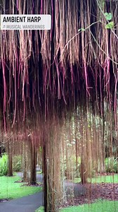 15K views · 2.8K reactions | Through the grapevine: A visit to the...