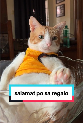 Ginger Cat's Early Christmas Gift from Online Tita