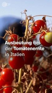 106K views · 2K reactions | Bei der Tomatenernte in Italien werden Erntehelfer*innen ausgebeutet. Das ermöglicht niedrige Preise – auch für deutsche Konsument*innen. Yvan Sagnet garantiert mit seinem Verein fairere Arbeitsbedingungen. Die plan b-Doku "Mehr Anerkennung für harte Arbeit" in der Mediathek: https://kurz.zdf.de/2fW1M/ | ZDF heute | Facebook