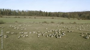 Sheep running in one direction in Beautiful german nature, captured by a drone in 4k. Rural countryside landscape along quite and peaceful walking trails.