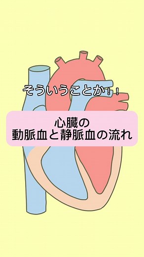 心臓の動脈血と静脈血の流れを理解しよう！