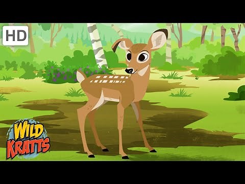 Where Is Buckaroo? | Search for the Missing White-Tailed Deer | Wild Kratts