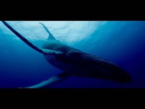 Whale Nation / Les Gardiennes de la planète (2023) - Trailer (French)