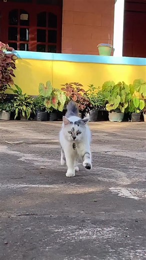 Bobo & Roro Kucing Paskib on Instagram: "Honest review dari babu Roro! Jemburis dari yg jamurnya susah rontok, sampai sekarang bulunya udah kembali tumbuh lagi. Pakai anti scabies plus spray dari @cleversolutions_id #AntiScabiesPlusSpray #CleverSolutions #CleverCare"