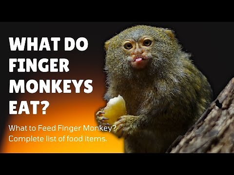 What Do Finger Monkeys Eat - What to Feed Finger Monkeys - Finger Monkey Diet in Wild & Captivity