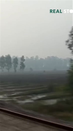 As we ventured deeper into India, the prospect of cotton work filled us with dread. Our journey reveals the harsh realities and emotional toll of this life. #IndianCountryside #CottonWorkers #RuralIndia #SocialCommentary #Documentary #TravelIndia #CulturalInsight #HumanStory #Hardship #IndianCulture | Real Stories