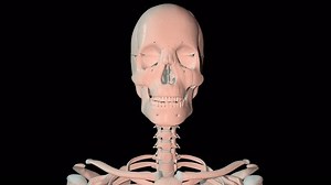 This 3d animation shows the suboccipital muscles in full rotation loop on human skeleton