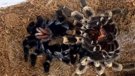 Why bugs, tarantulas, and other creatures shed their skin