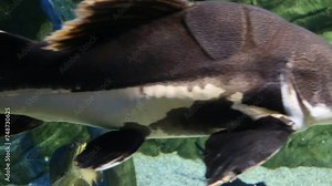 Red-tailed catfish (lat.Phractocephalus hemioliopterus) with long whiskers swims against the background of the seabed. Marine life, exotic fish, subtropics.