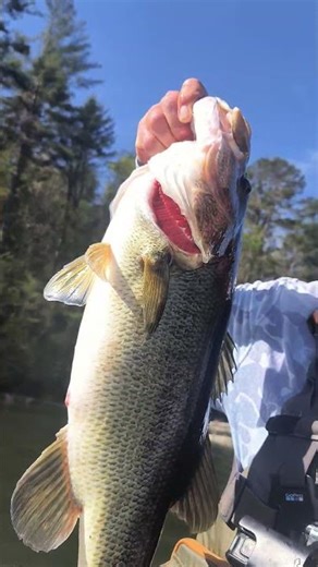 The frog bite is on#nucanoe