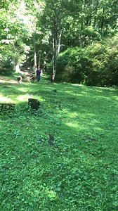 It’s ‘Spot your dog taking a dump in the video’ day for one lucky viewer!🤣 | Desperate Dogs