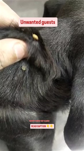 Dr.Nadeemalam on Instagram: "Ectoparasite Prevention in Dogs Common Ectoparasites 1. Fleas 2. Ticks 3. Mites 4. Lice Diseases 1. Flea allergy dermatitis 2. Tick-borne diseases 3. Mange 4. Scabies Prevention 1. Topical treatments 2. Oral medications 3. Flea/tick preventatives 4. Environmental control (cleaning, vacuuming) 5. Regular inspections Symptoms 1. Itching 2. Skin lesions 3. Hair loss 4. Restlessness 5. Fever Consult a vet for personalized advice. Happy paws vet clinic ghaziabad Shalimar 