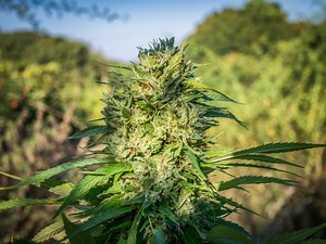 Culture du cannabis d'extérieur à autofloraison vs féminisé | Dutch Passion