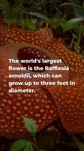 Discover the World's Largest Flower: Rafflesia Arnoldii