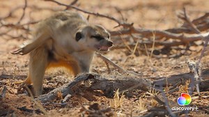 Scorpion hunting is an art form for meerkats. 🦂 Stream the entire season of #MeetTheMeerkats right now on discovery . links.discoveryplus.com/meetthemeerkats | Animal Planet