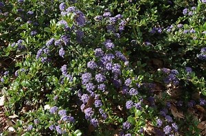 Ceanothus prostratus - Alchetron, The Free Social Encyclopedia