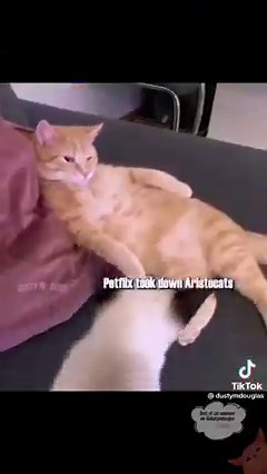 14M views · 534K reactions | Another funny voice over compilation by dustymdouglas ❤️ | I’ll Show You My Kitty If You Show Me Yours | Facebook