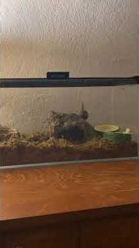 Be honest. How long could you watch snail time lapse? Hours? Can you watch for a minute?